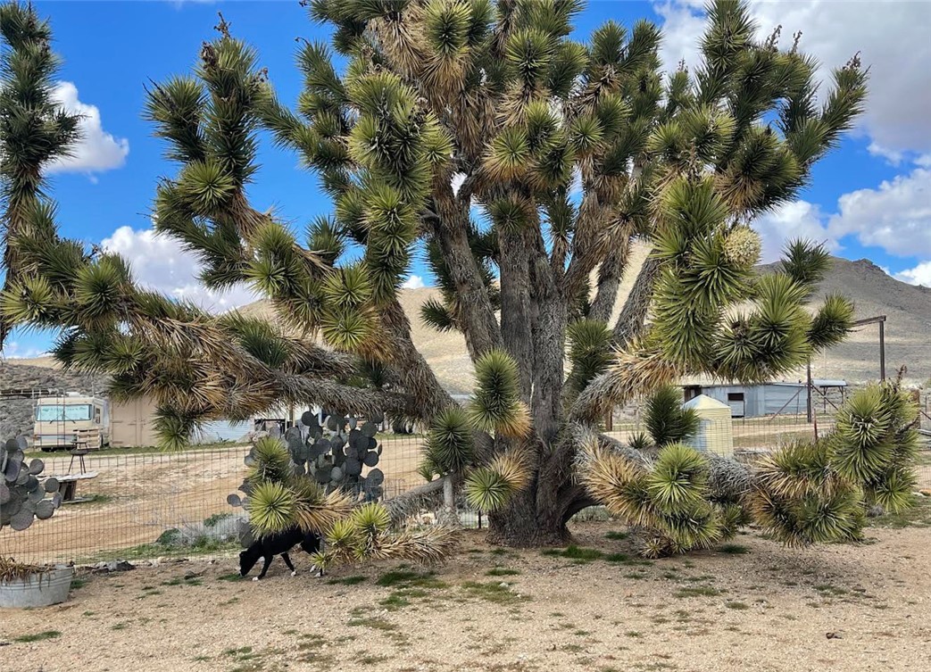 9769 North Rose Quartz Road Chloride, AZ 86431 - Photo 63 of 91 a view of a yard with a tree
