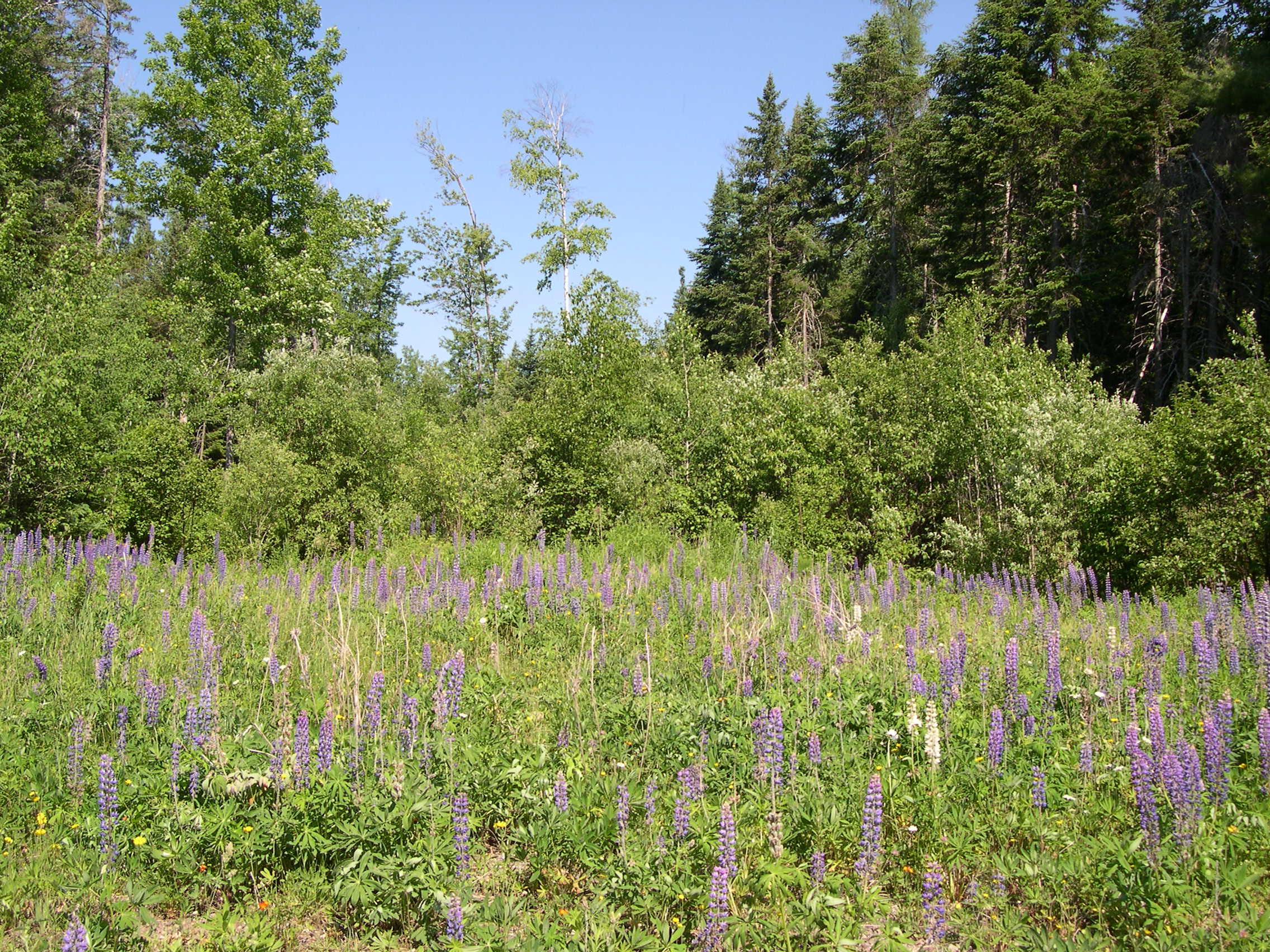 Lot 103 Stratton Road Rangeley, ME 04970 - Photo 6 of 7 DSCN7739