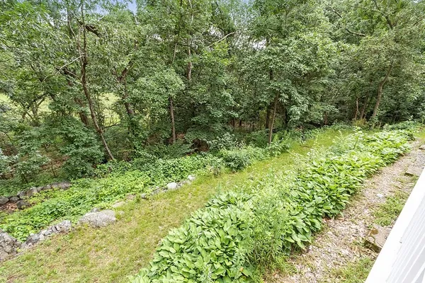 a view of a lush green forest