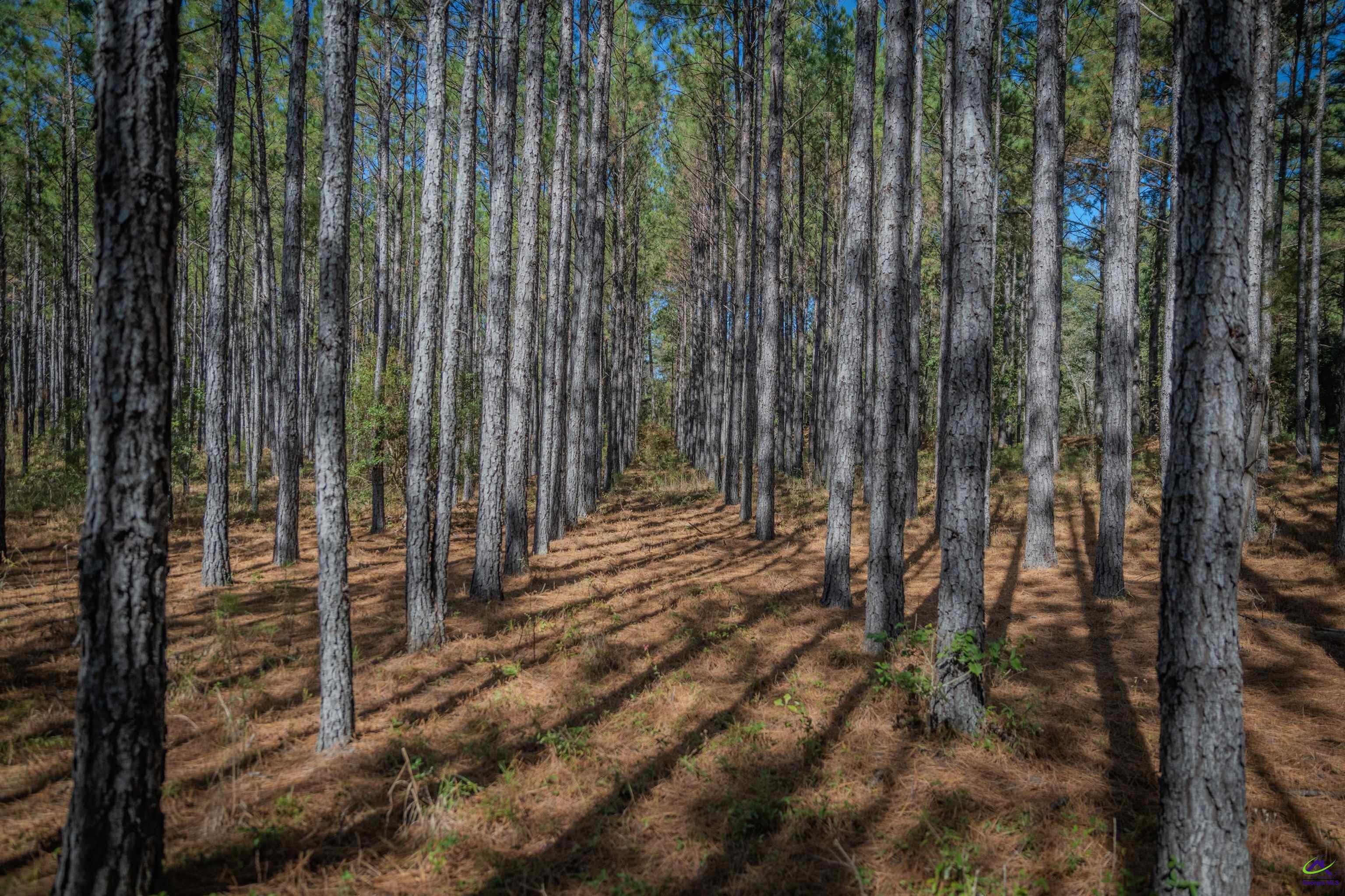 498 White Springs Church Road Gordon, GA 31031 - Photo 19 of 36 Gallery Image 19