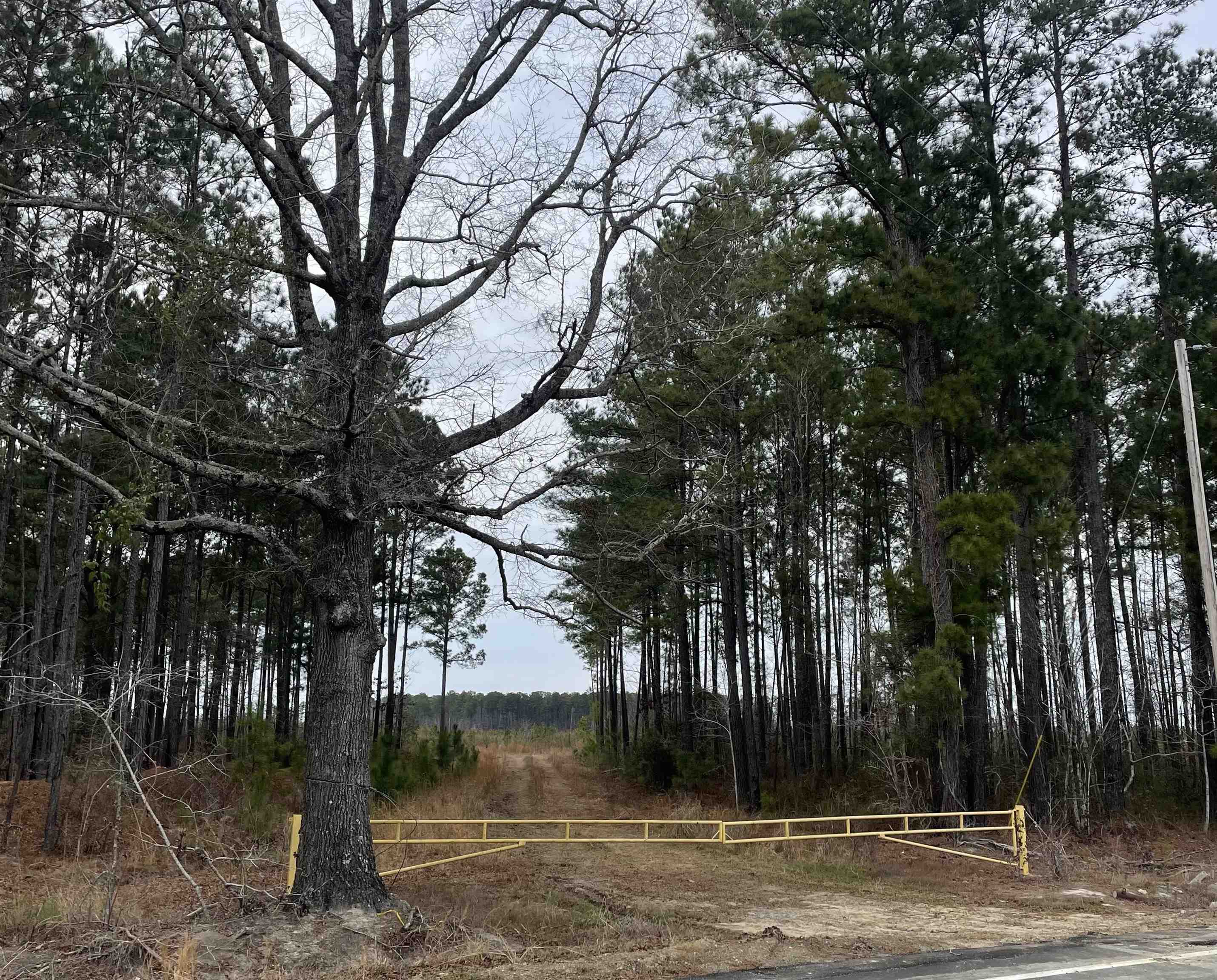 Tbd Rocky Ford Road Salters, SC 29590 - Photo 1 of 13 Gallery Image 1