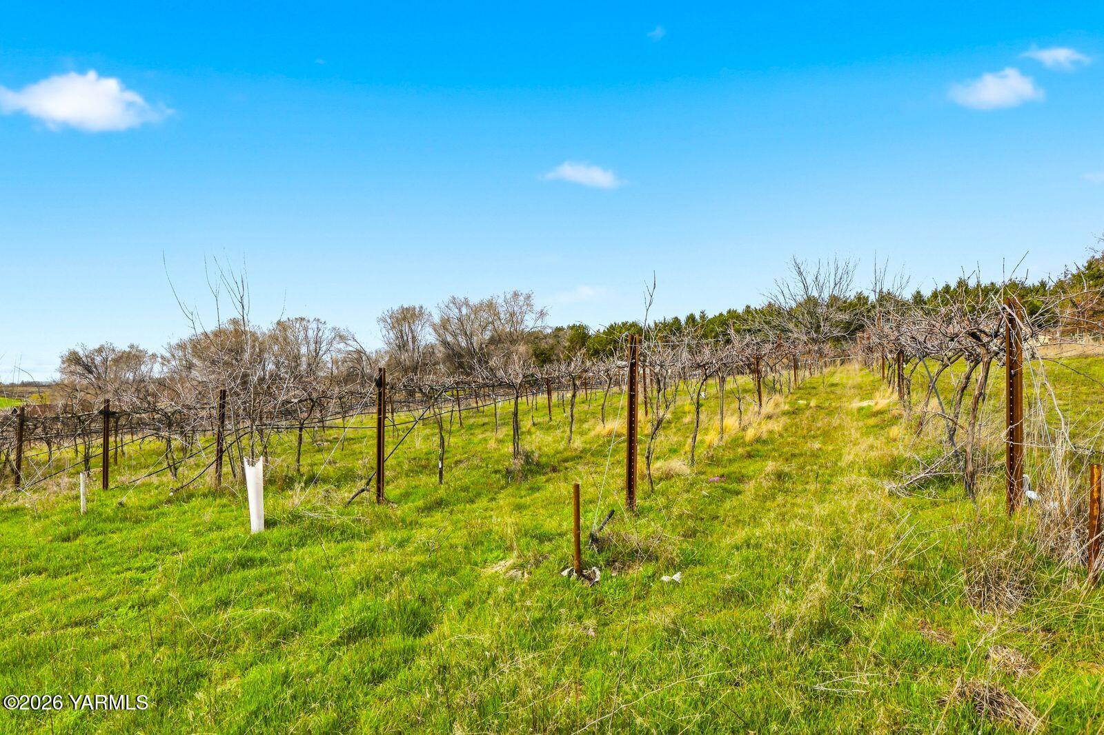 1191 Nelson Road Granger, WA 98932 - Photo 20 of 29 20 Vineyard