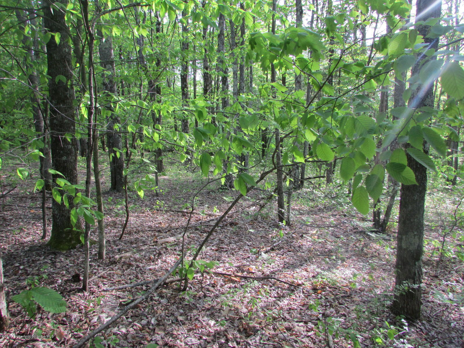 Irish Hill Road Montrose, PA 18801 - Photo 1 of 8 Land