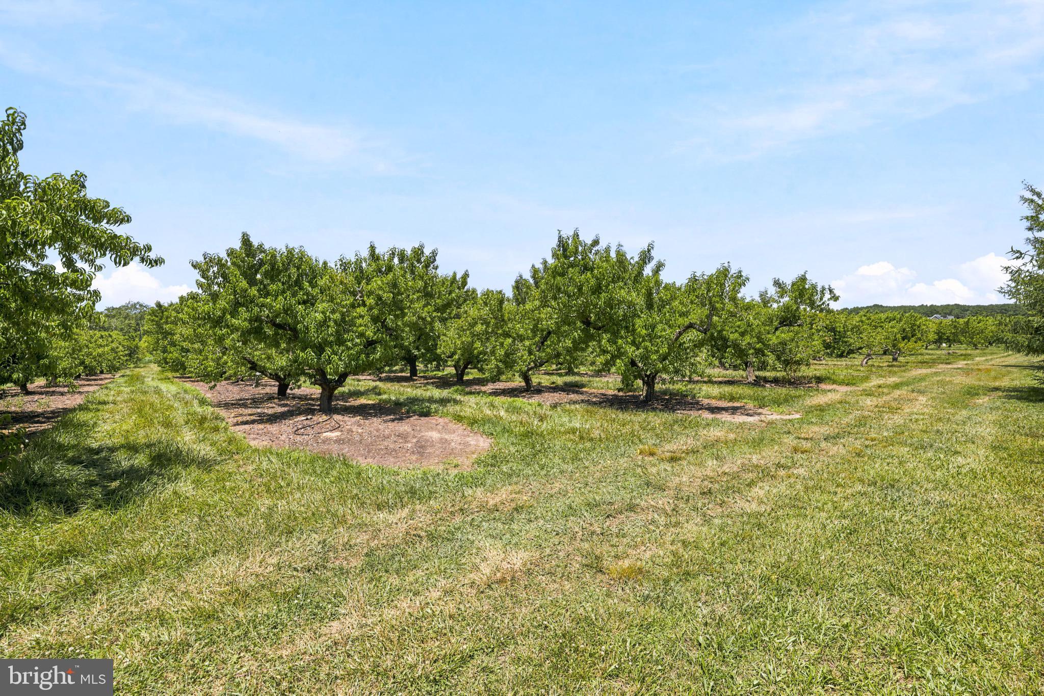 118 Field Loop Glassboro, NJ 08028 - Photo 2 of 34 Backs up to peach orchard