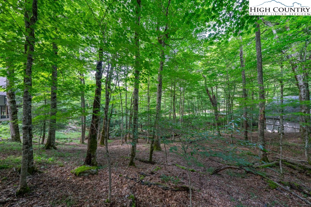 907 Charter Hills Road Beech Mountain, NC 28604 - Photo 15 of 17 a view of a forest filled with trees and outdoor space
