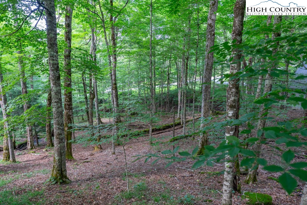 907 Charter Hills Road Beech Mountain, NC 28604 - Photo 5 of 17 a view of a forest that has large trees