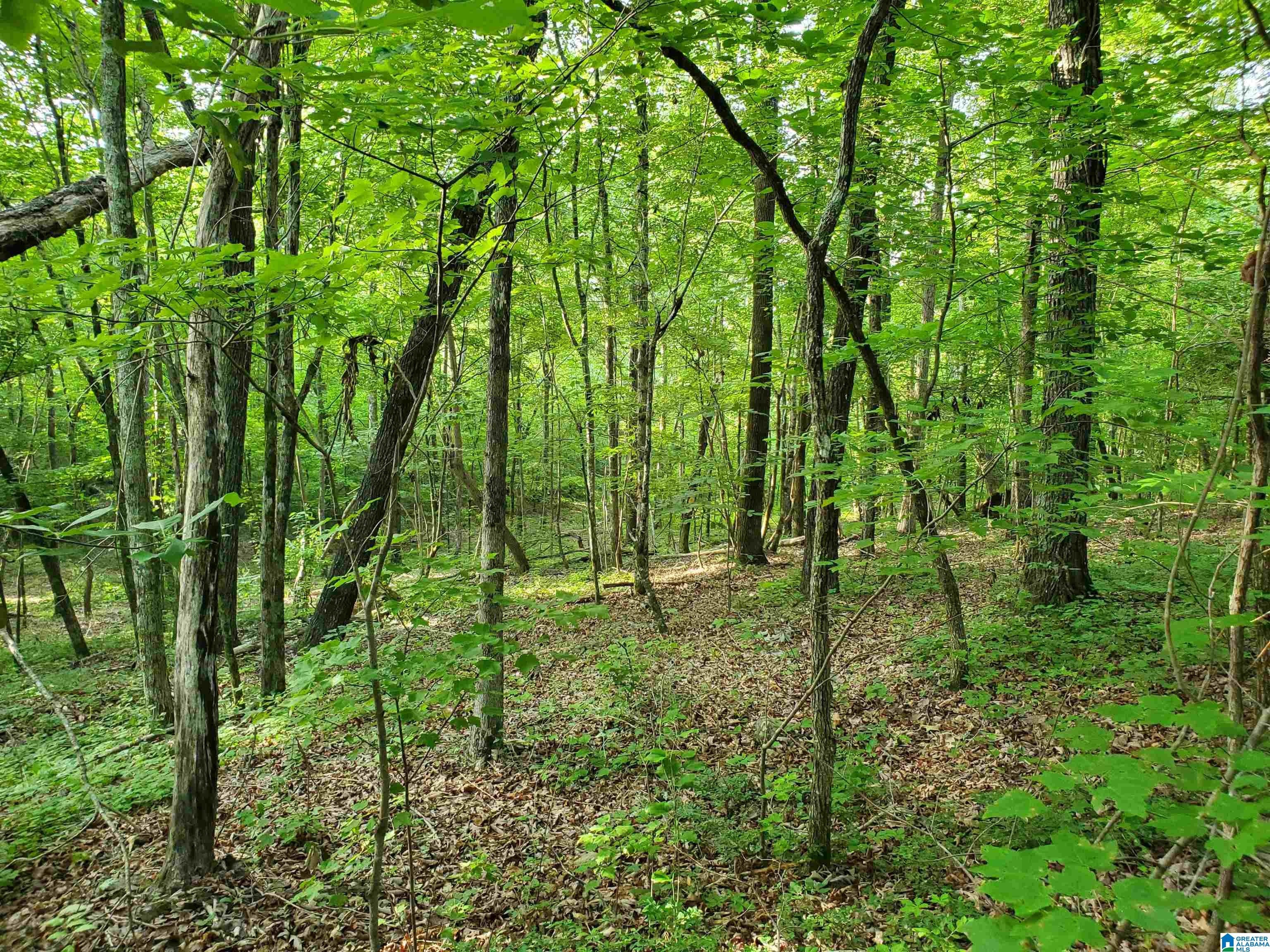 Shoal Creek Road Ashville, AL 35953 - Photo 4 of 6