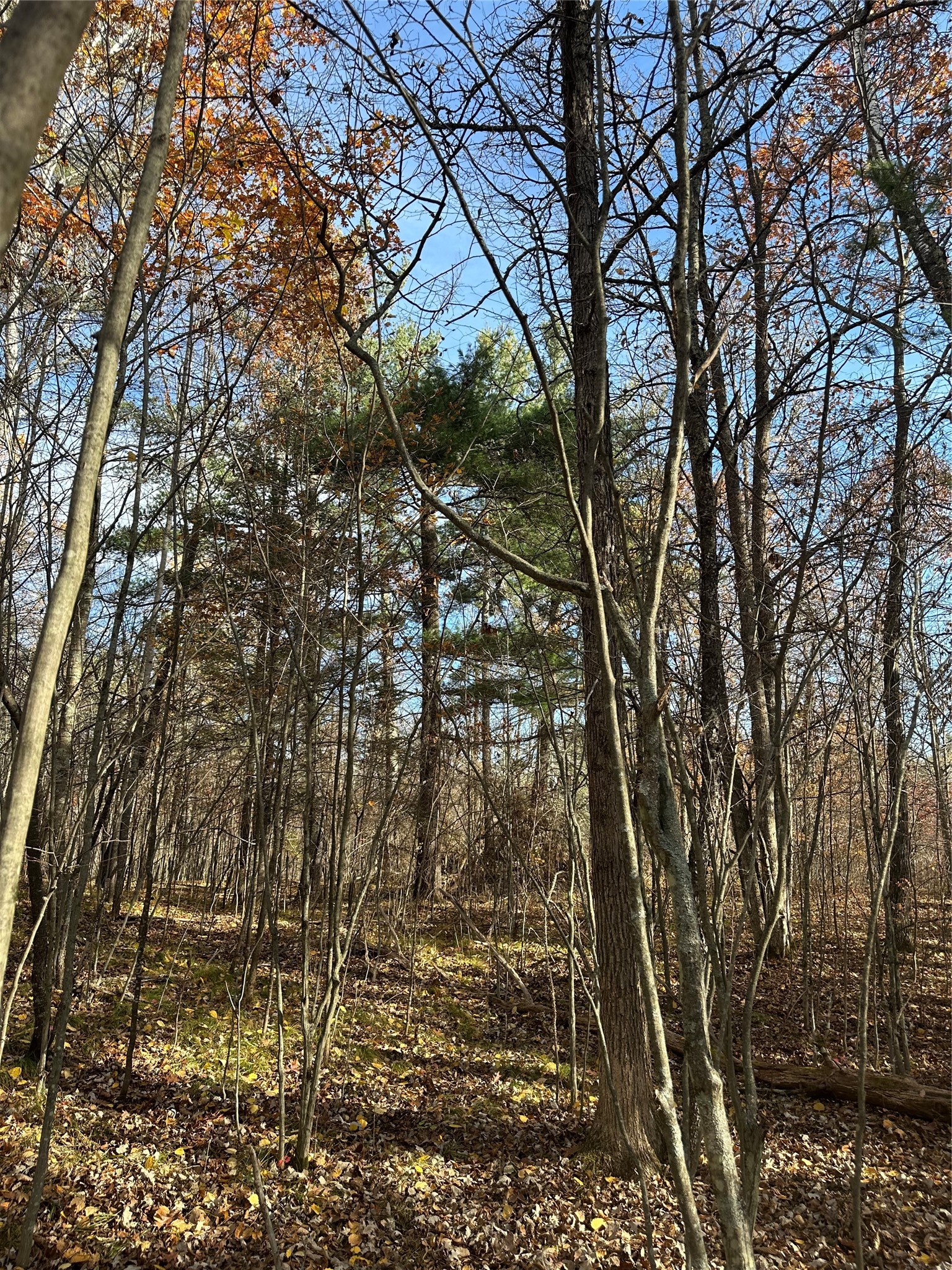 Xx Shore Drive Springbrook, WI 54875 - Photo 10 of 12