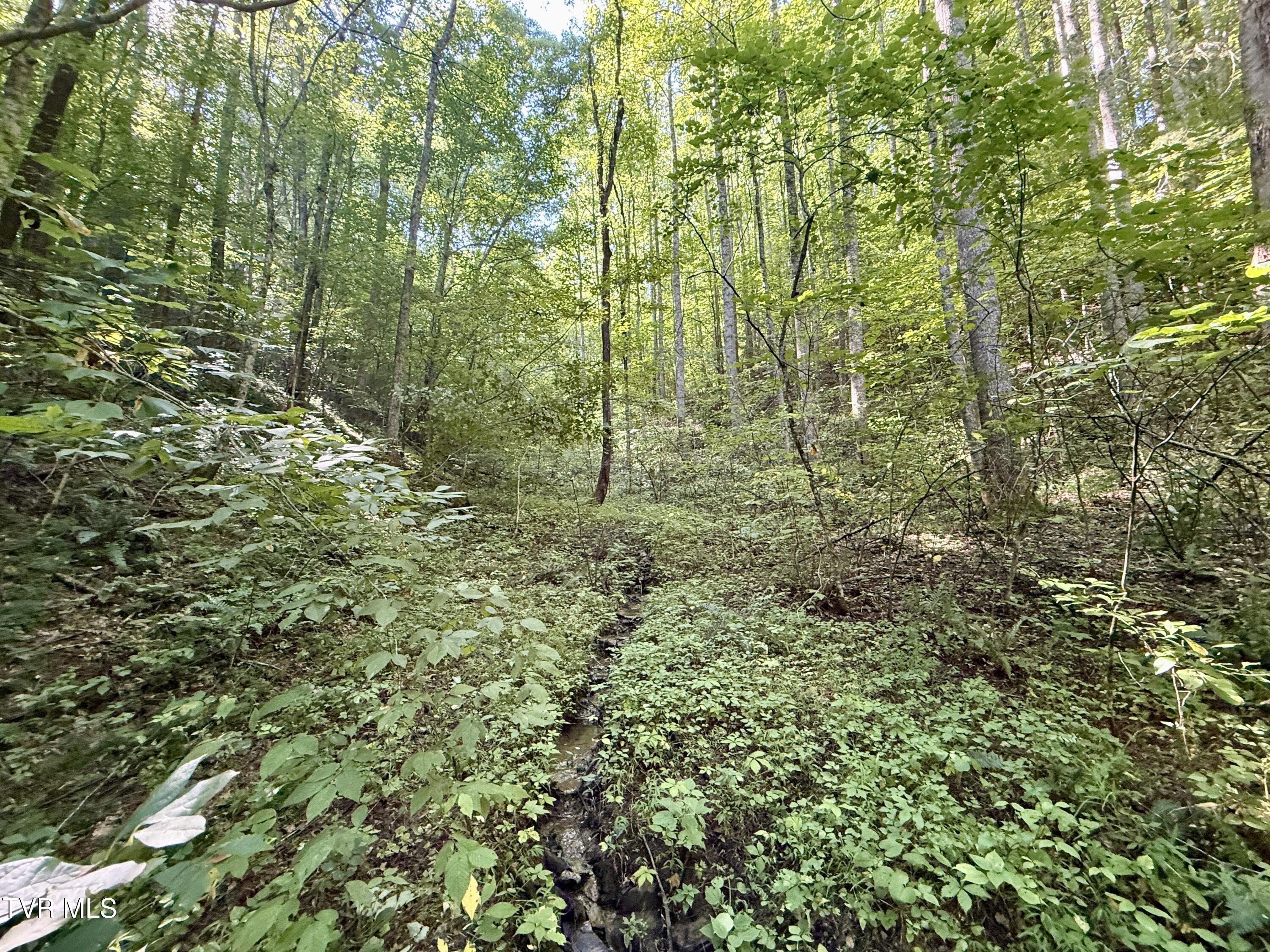 29.38-acre 29.38-acre Bull Mtn Road Del Rio, TN 37727 - Photo 11 of 30 _Pic11 (5)