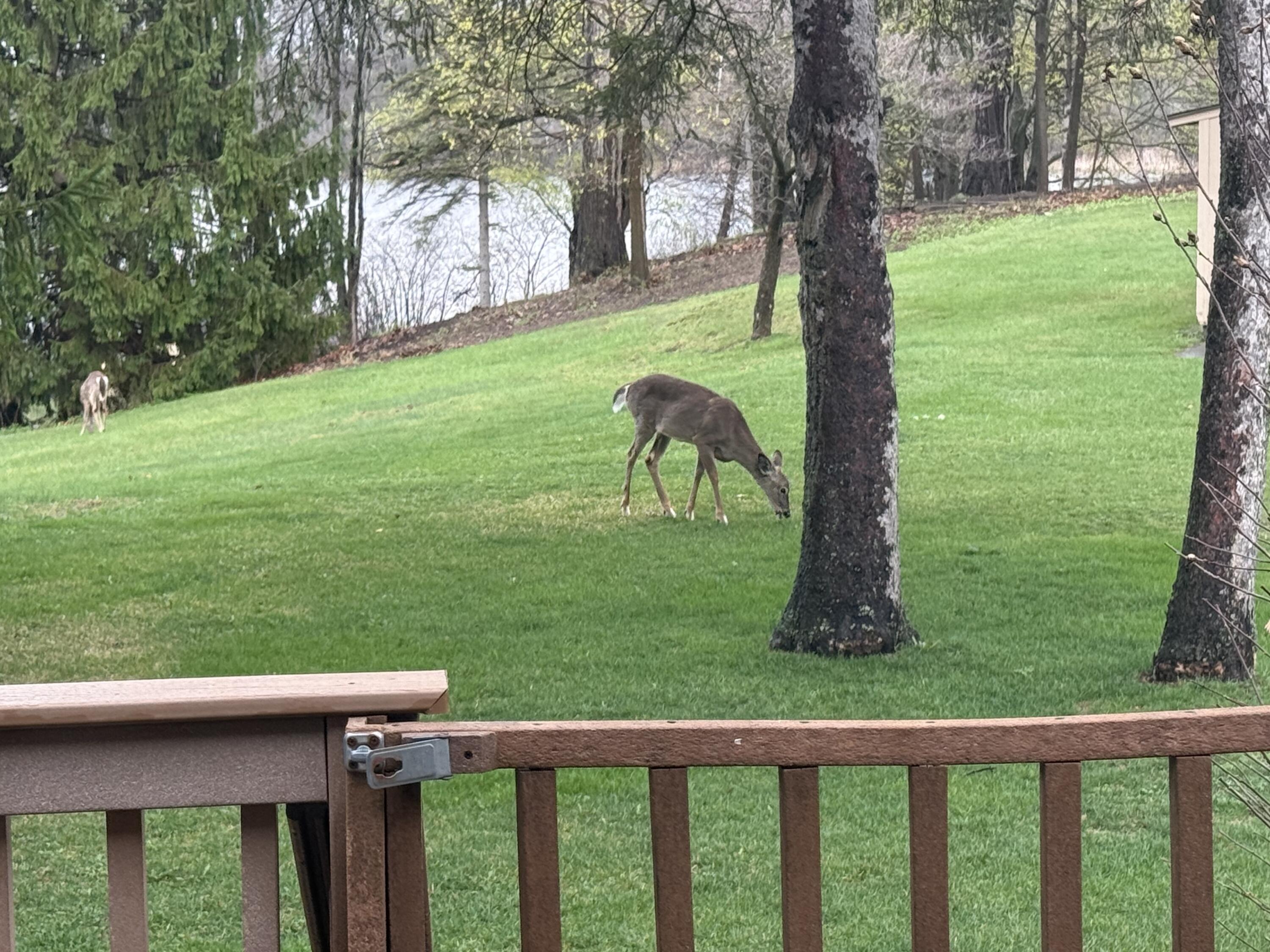 6150 Willow Road West Bloomfield, MI 48324 - Photo 43 of 52 Deer Pic 1