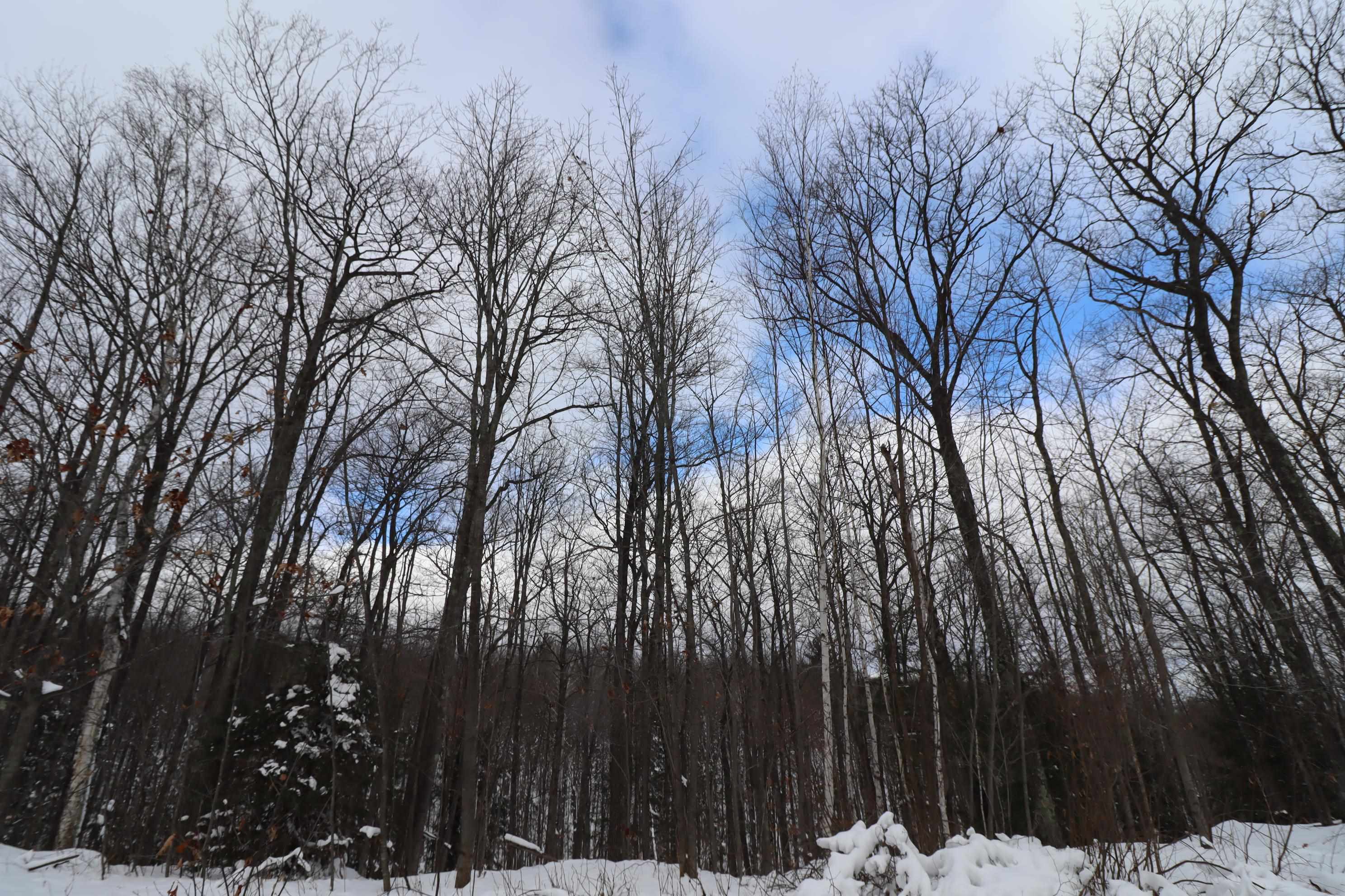 85455 Happy Hollow Road Bayfield, WI 54814 - Photo 5 of 60 Thirty Five Acres