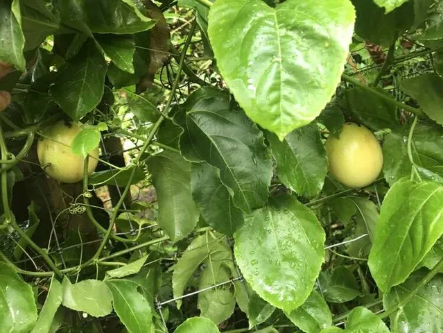 a view of a plant in a garden