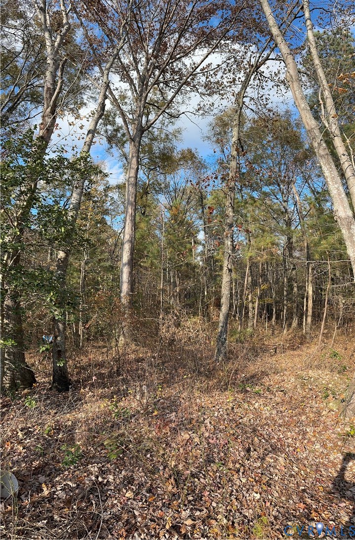 a view of a yard with trees
