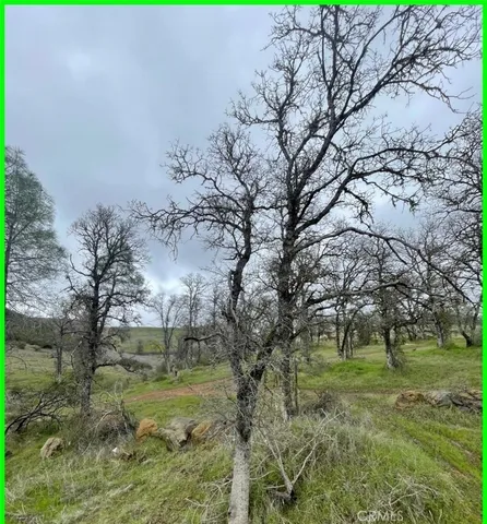 a view of a trees in a yard