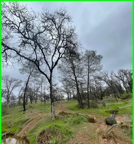 a view of a park with large trees