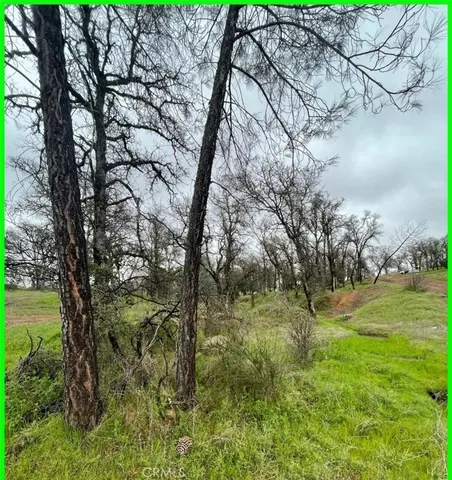 a view of yard with trees