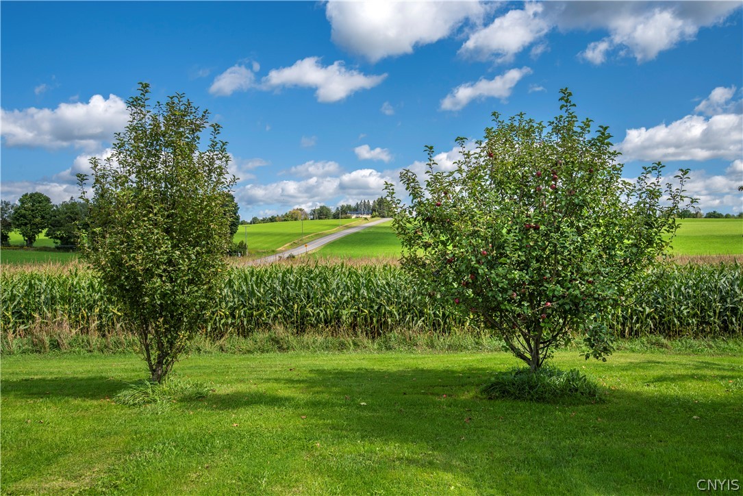 1380 Stone Road Bridgewater, NY 13318 - Photo 30 of 34 Pear and apple trees