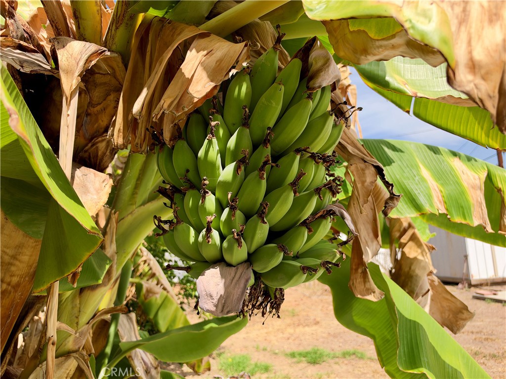 1885 Illinois Avenue Riverside, CA 92507 - Photo 26 of 30 Mature banana tree