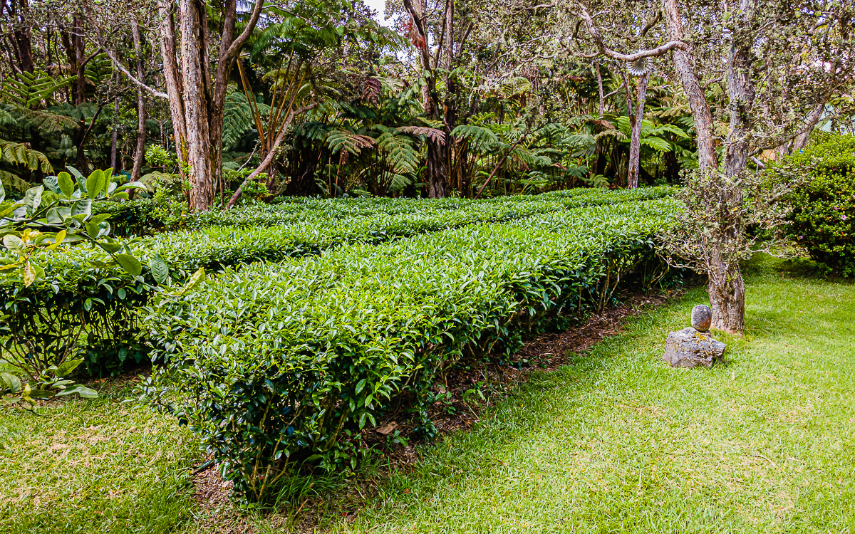 19-4029 Kilauea Road Volcano, HI 96785 - Photo 18 of 30 a view of a backyard with large trees