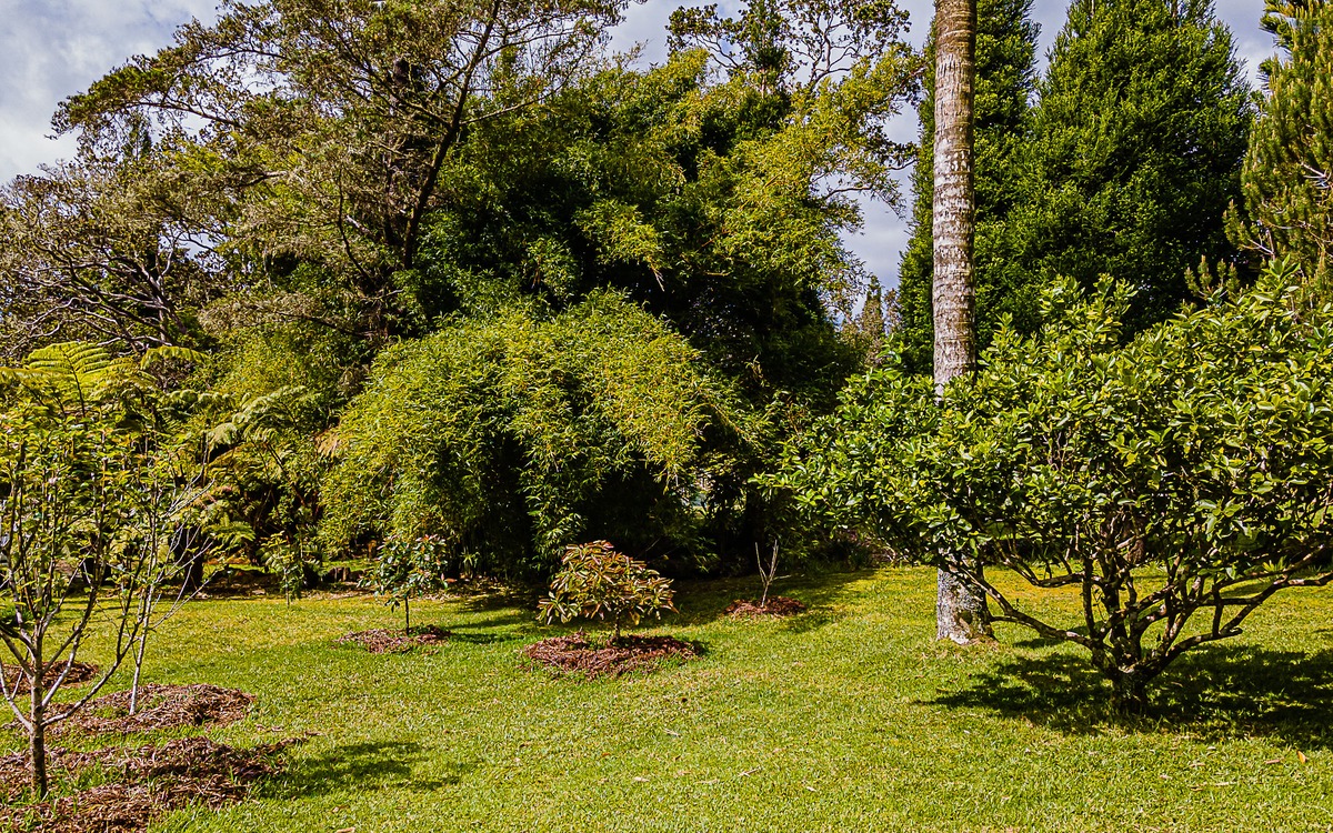 19-4029 Kilauea Road Volcano, HI 96785 - Photo 23 of 30 a view of a tree with a yard