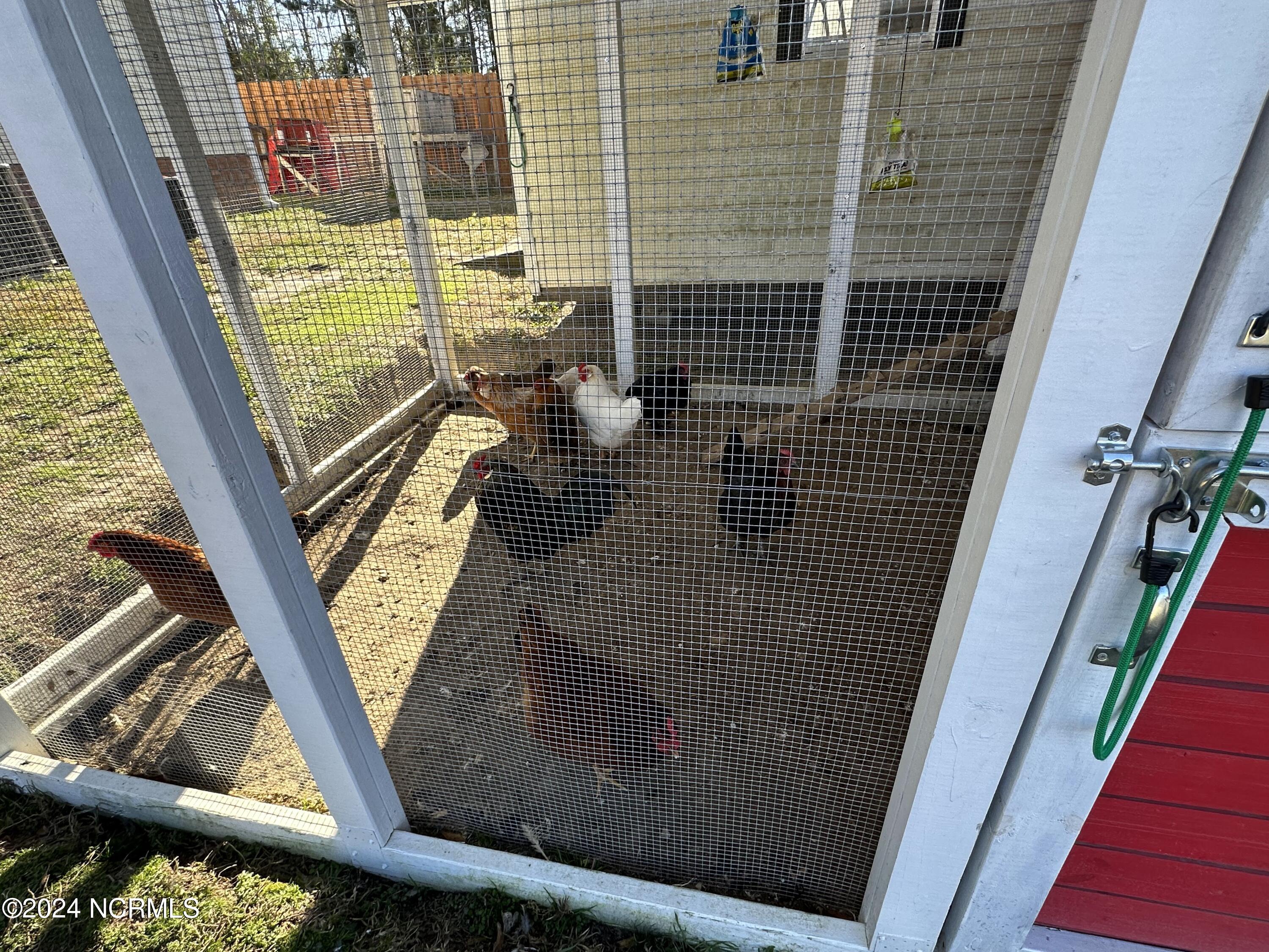 213 Rutherford Way Jacksonville, NC 28540 - Photo 80 of 85 Chickens 3