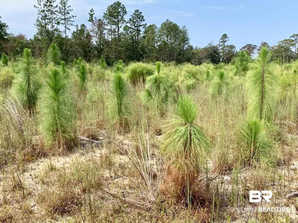 0 Country Road Mobile, AL 36608 - Photo 16 of 27