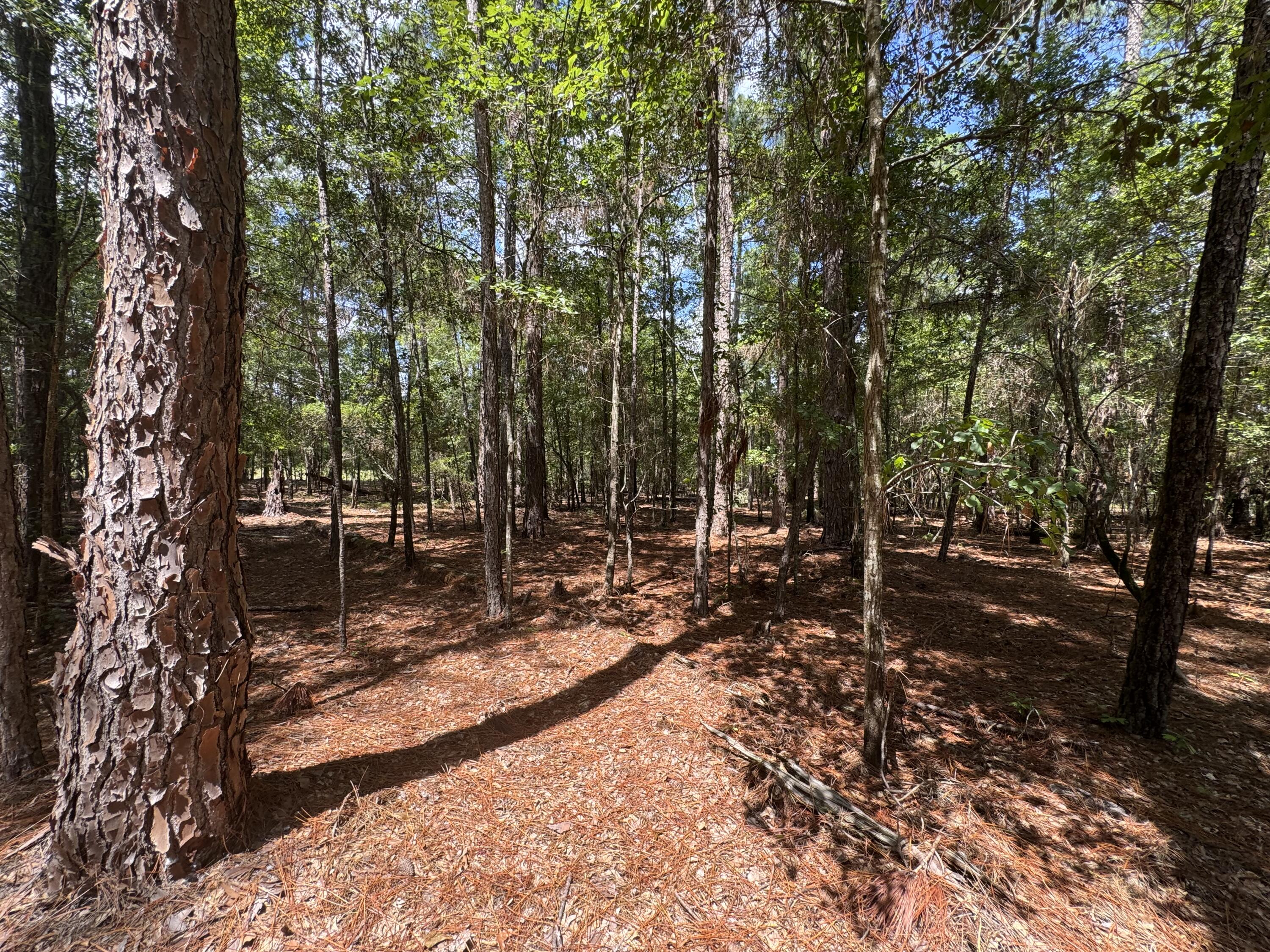 5 A Tinker Creek Road Williston, SC 29853 - Photo 3 of 4