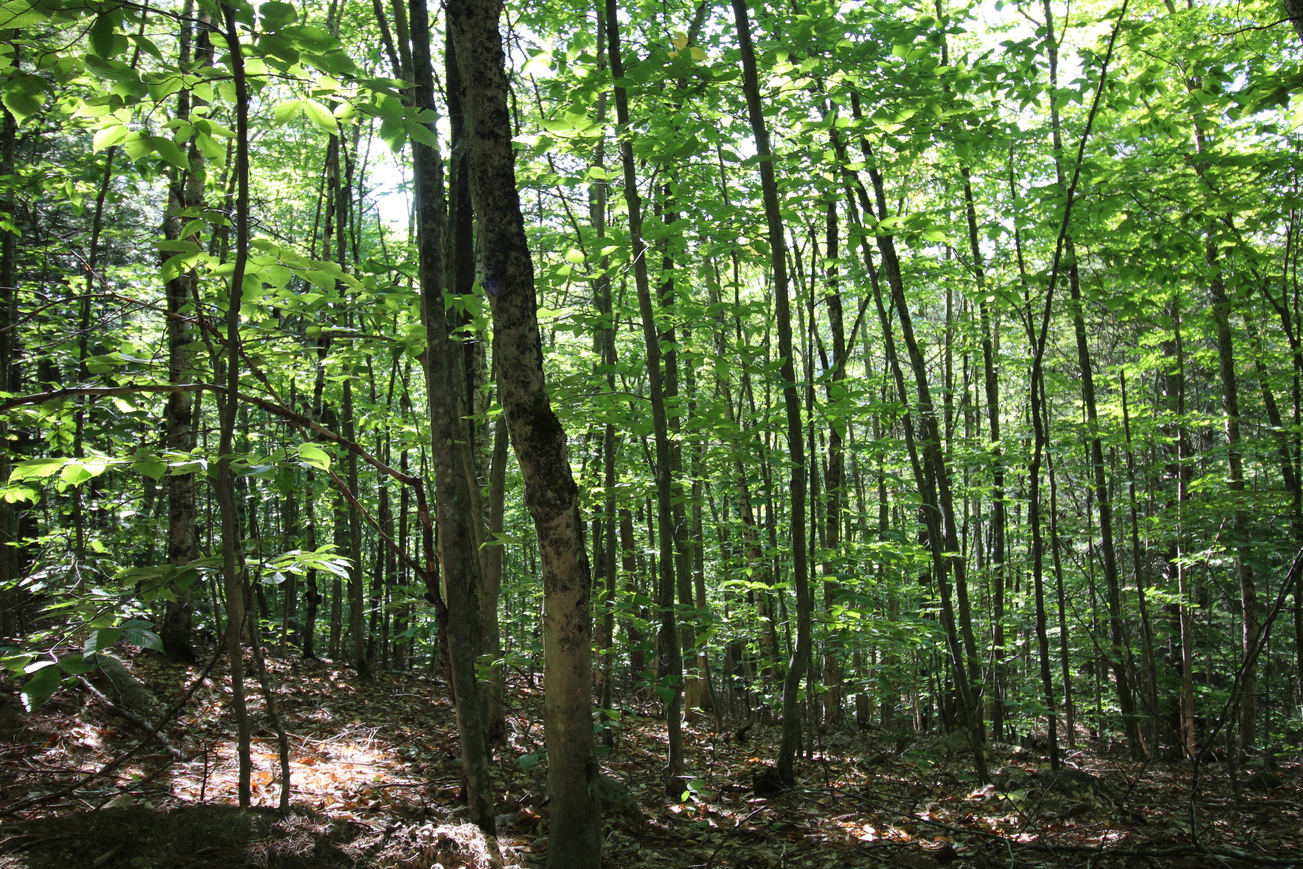 Lot 124 Stillman Lakeview Road Naples, ME 04055 - Photo 3 of 12 IMG_0413