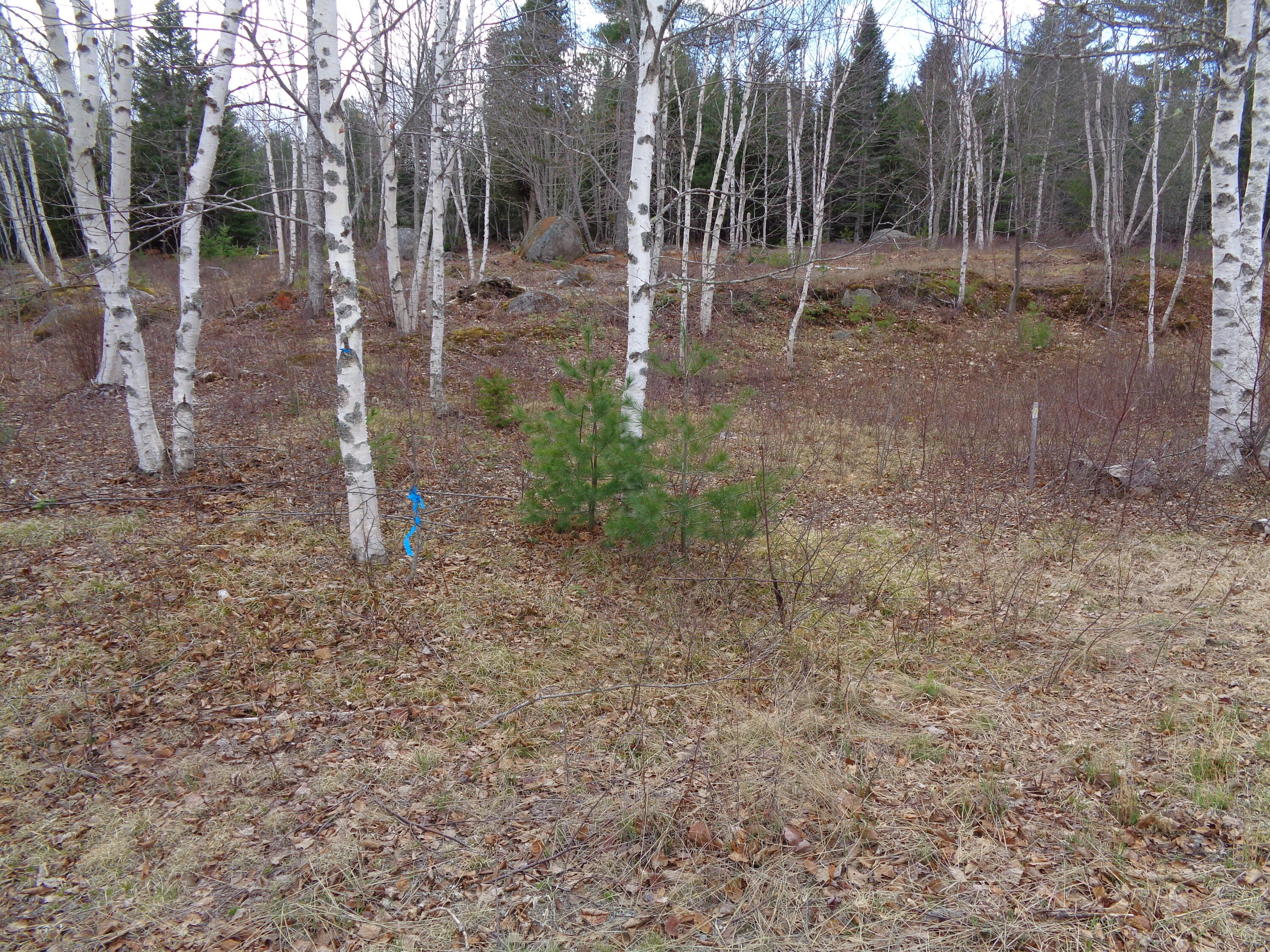 Lot 17 Bailey Mountain Road Franklin, ME 04634 - Photo 11 of 18 Cleared in some areas