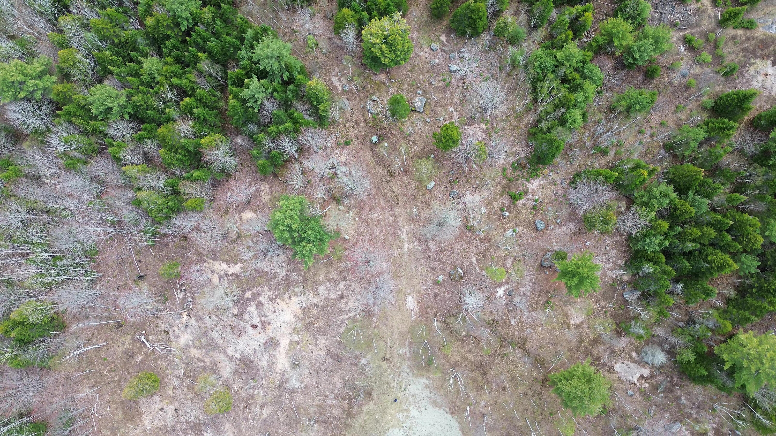 Lot 17 Bailey Mountain Road Franklin, ME 04634 - Photo 4 of 18 LOT 17