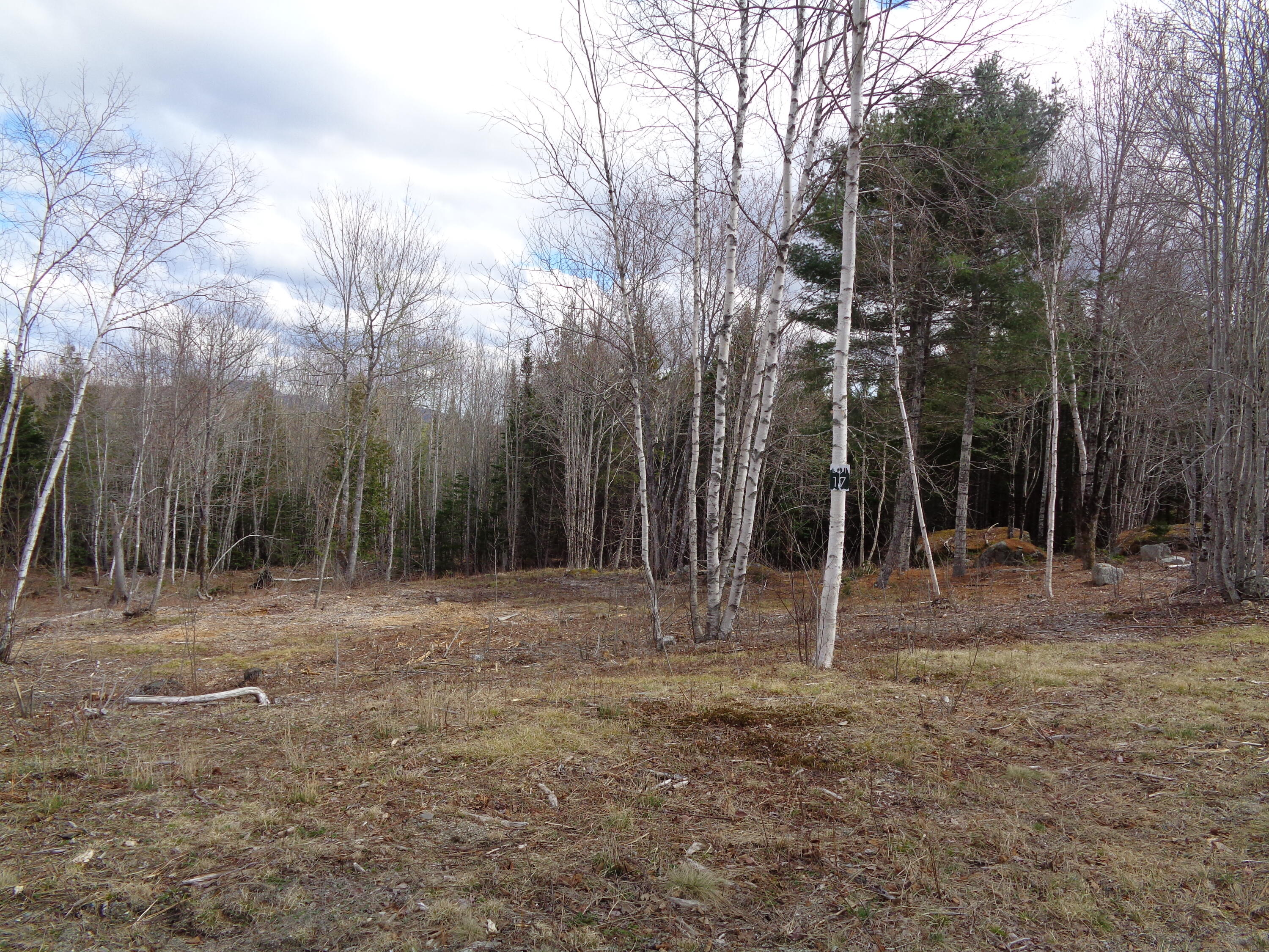 Lot 17 Bailey Mountain Road Franklin, ME 04634 - Photo 10 of 18 Partly cleared