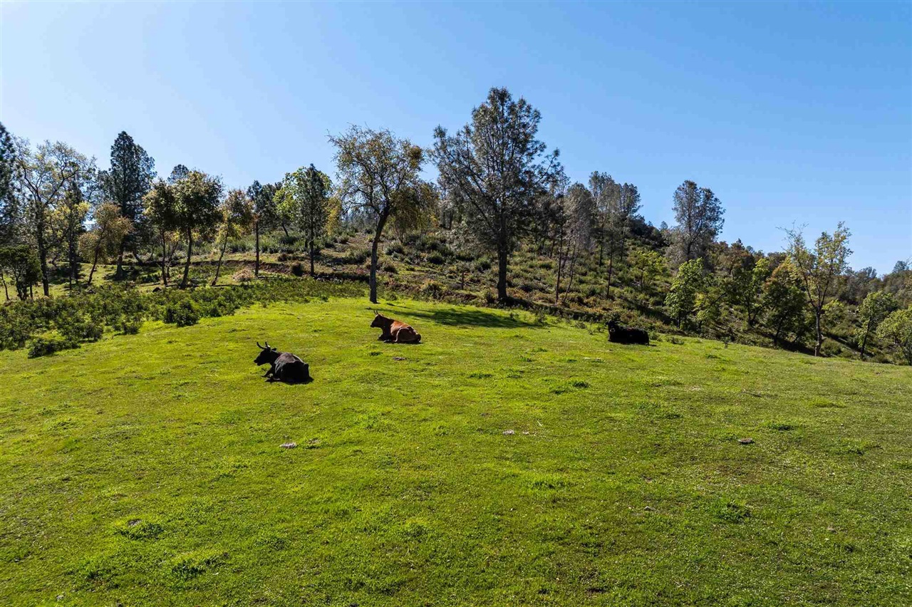 16554 Cocoran Gray Road Groveland, CA 95321 - Photo 33 of 38 View of yard with a rural view