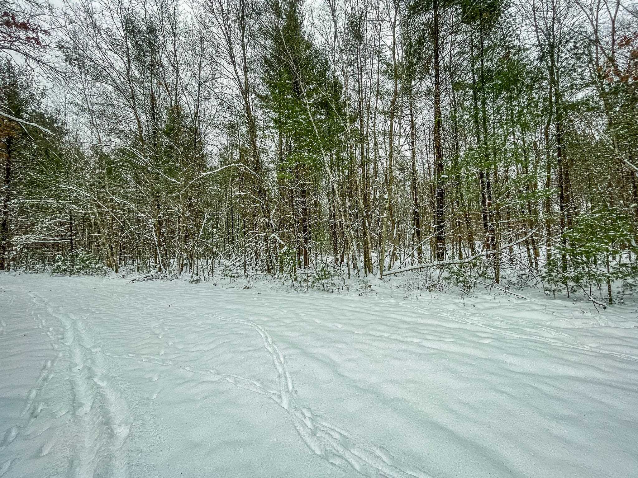 1007 Necedah Road Babcock, WI 54413 - Photo 11 of 51