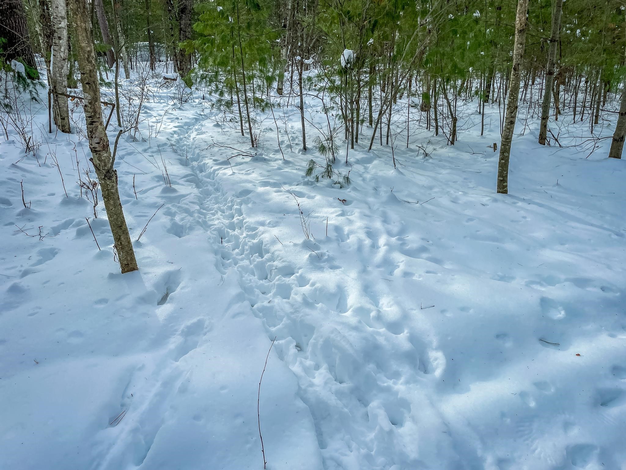 1007 Necedah Road Babcock, WI 54413 - Photo 30 of 51
