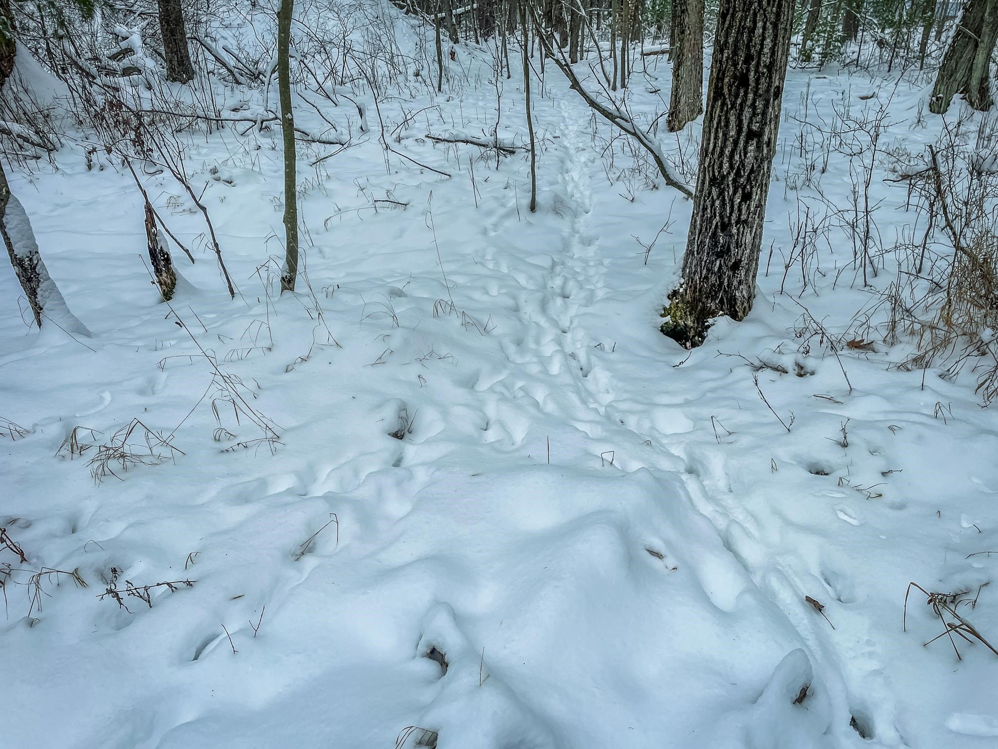 1007 Necedah Road Babcock, WI 54413 - Photo 7 of 51
