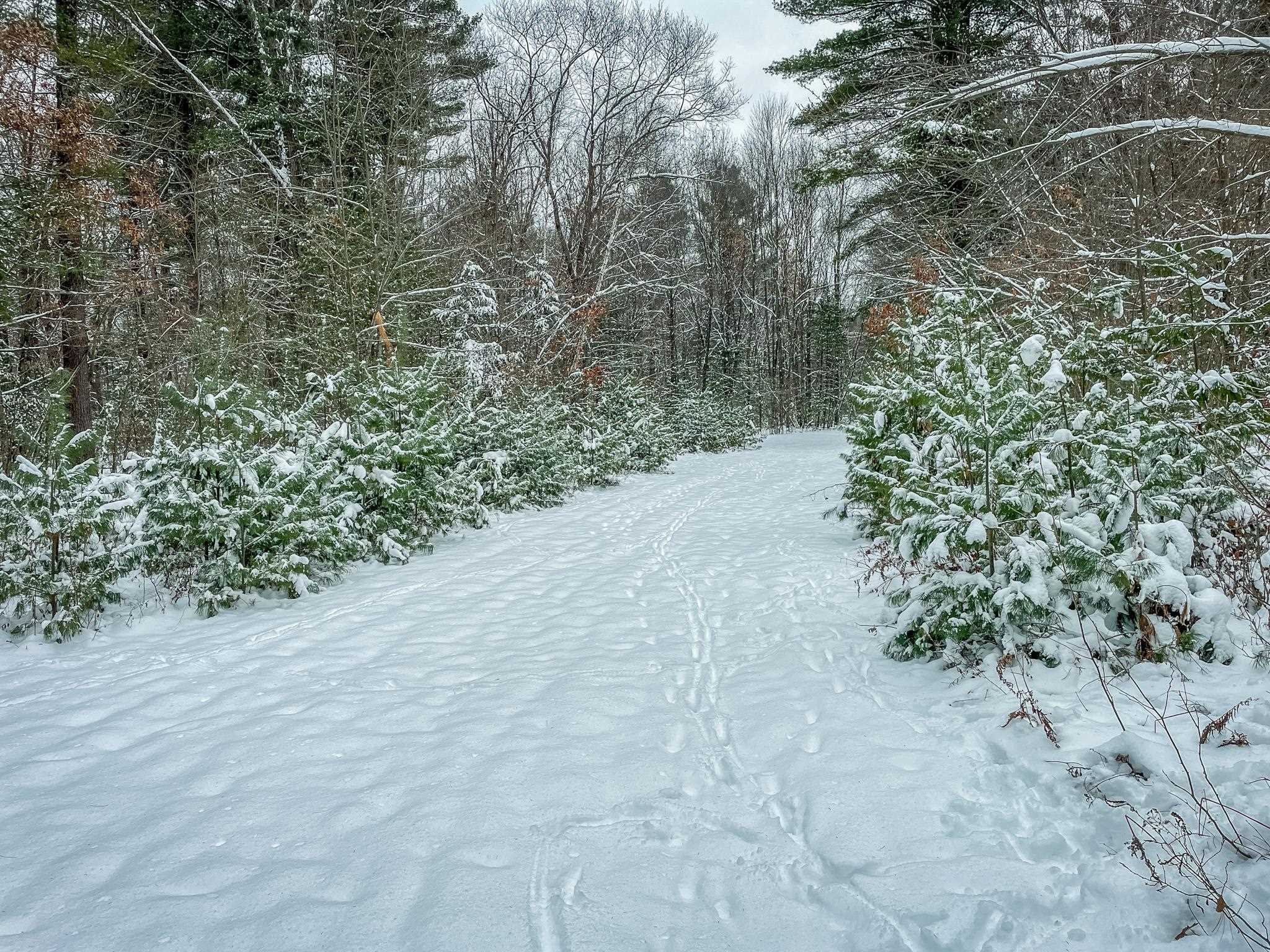 1007 Necedah Road Babcock, WI 54413 - Photo 8 of 51