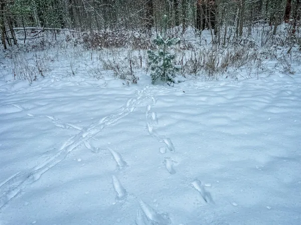 $227,900 | 1007 Necedah Road, Babcock, WI 54413