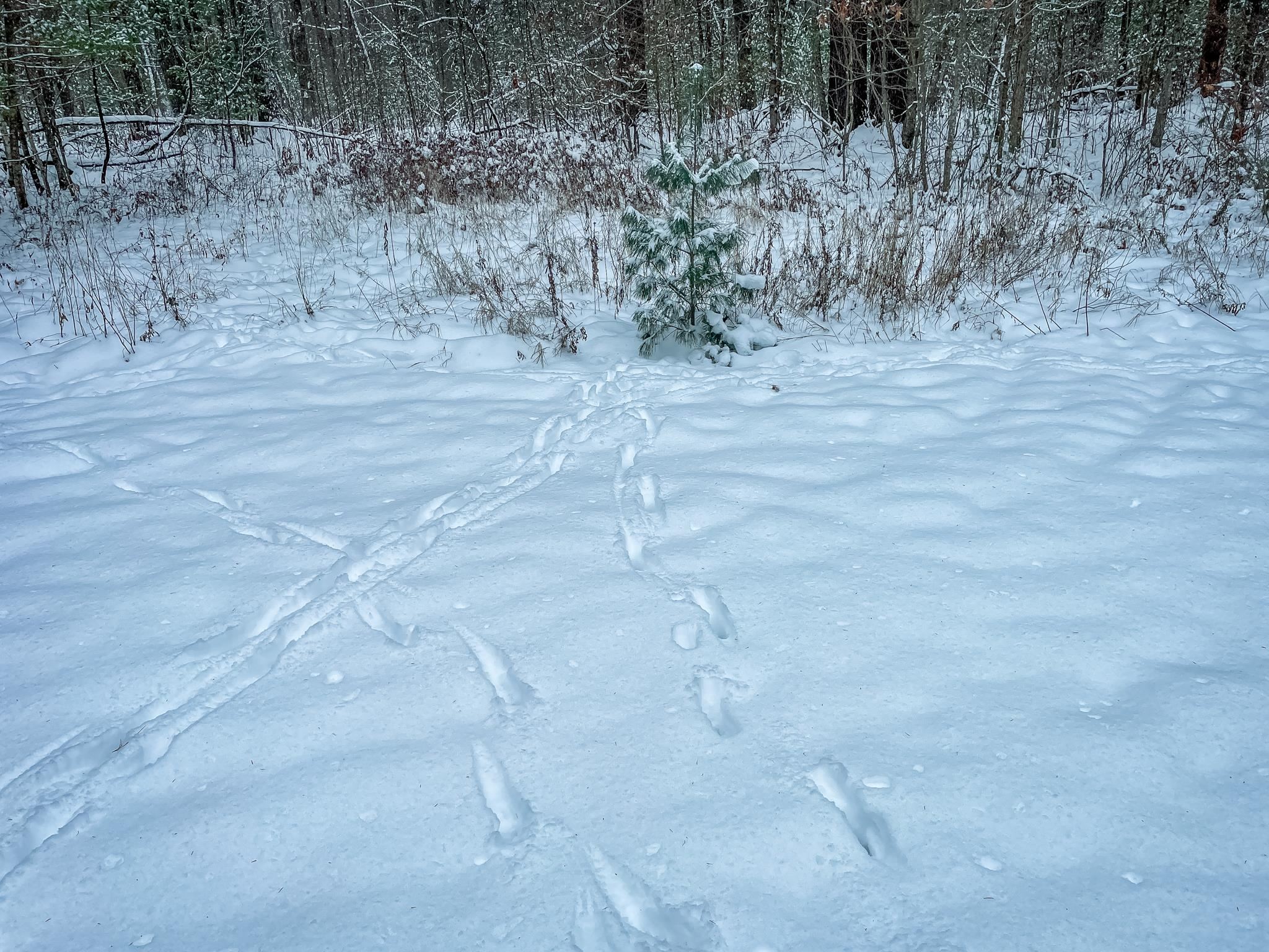 1007 Necedah Road Babcock, WI 54413 - Photo 9 of 51