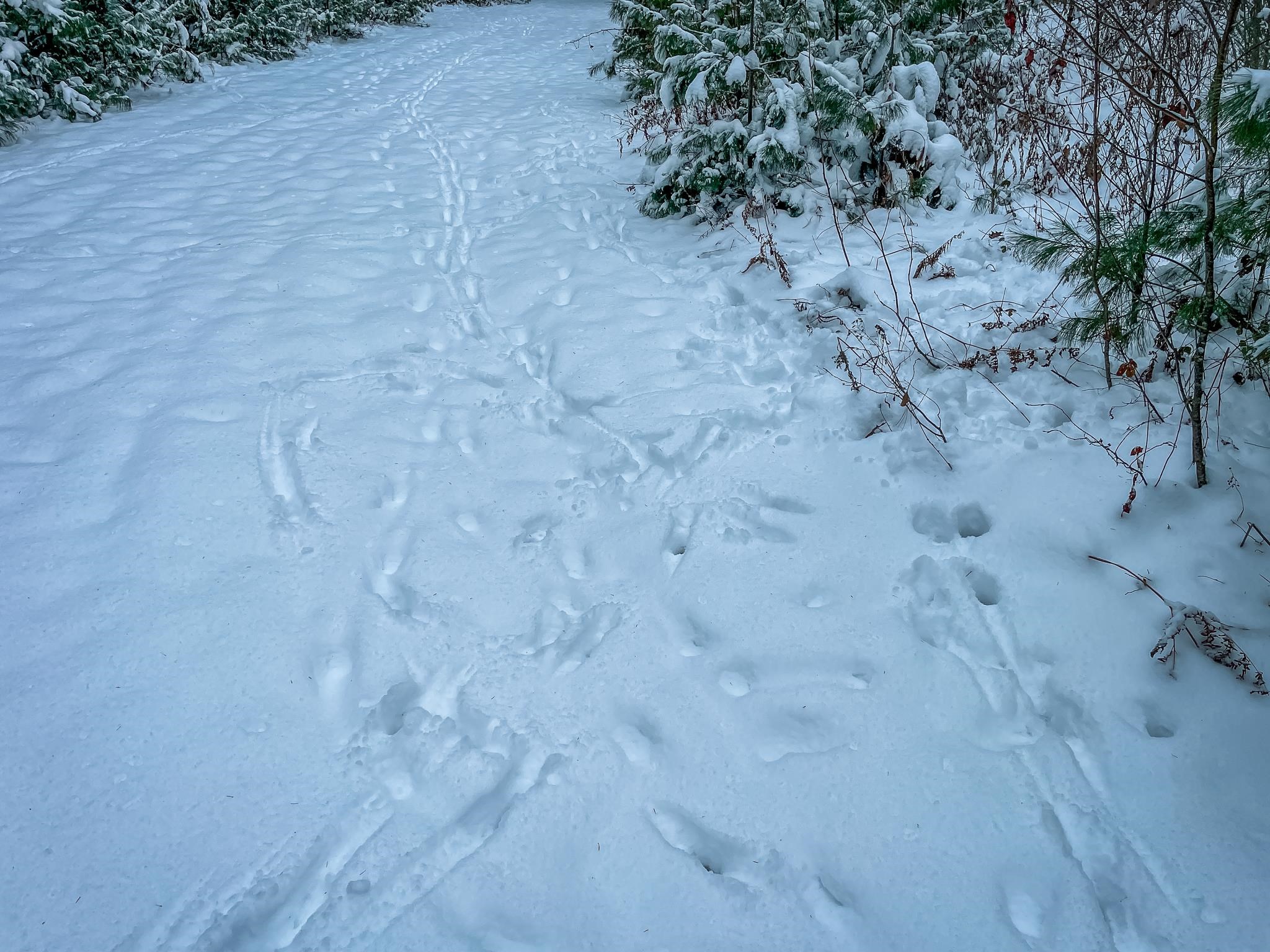 1007 Necedah Road Babcock, WI 54413 - Photo 10 of 51