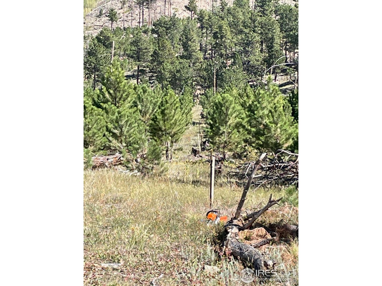 1009 County Road 87J Lyons, CO 80540 - Photo 24 of 29 a view of a yard