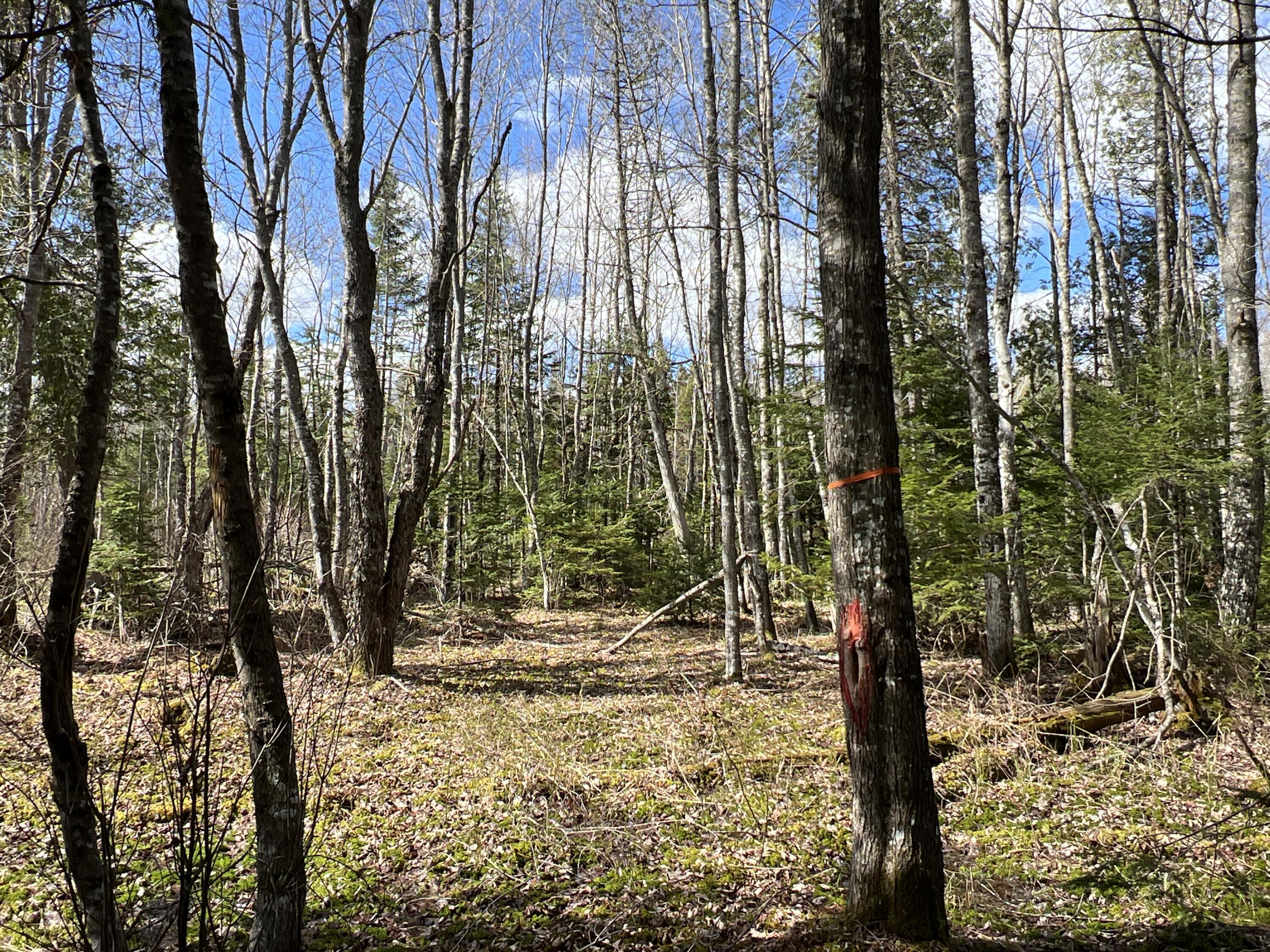 Lot 22 Schoodic Point Road Medford, ME 04463 - Photo 25 of 27 IMG_4190