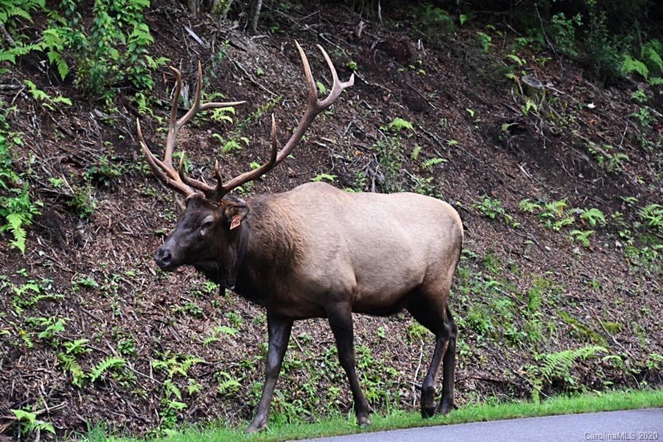 634 Rocky Top Road Maggie Valley, NC 28751 - Photo 23 of 23 Gallery Image 23