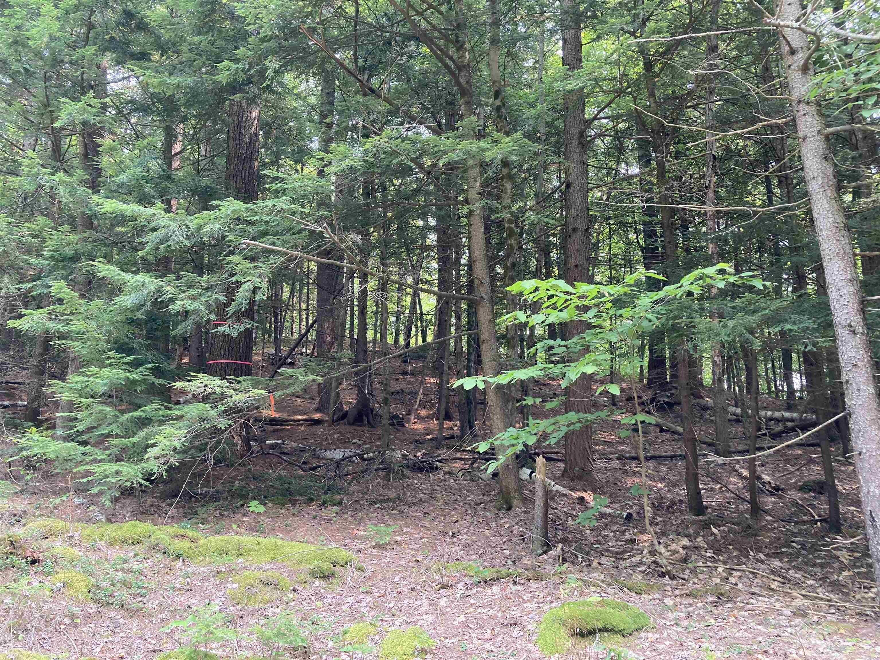 0 Halfmoon Pond Road Grafton, NH 03240 - Photo 8 of 13