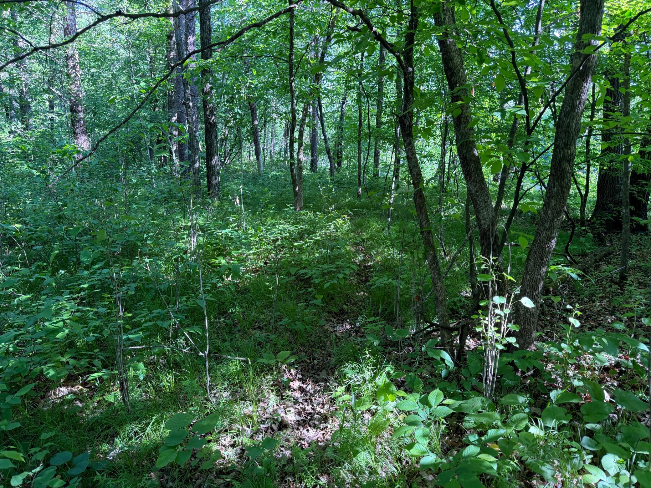 Tbd 270th Street Sebeka, MN 56477 - Photo 38 of 65