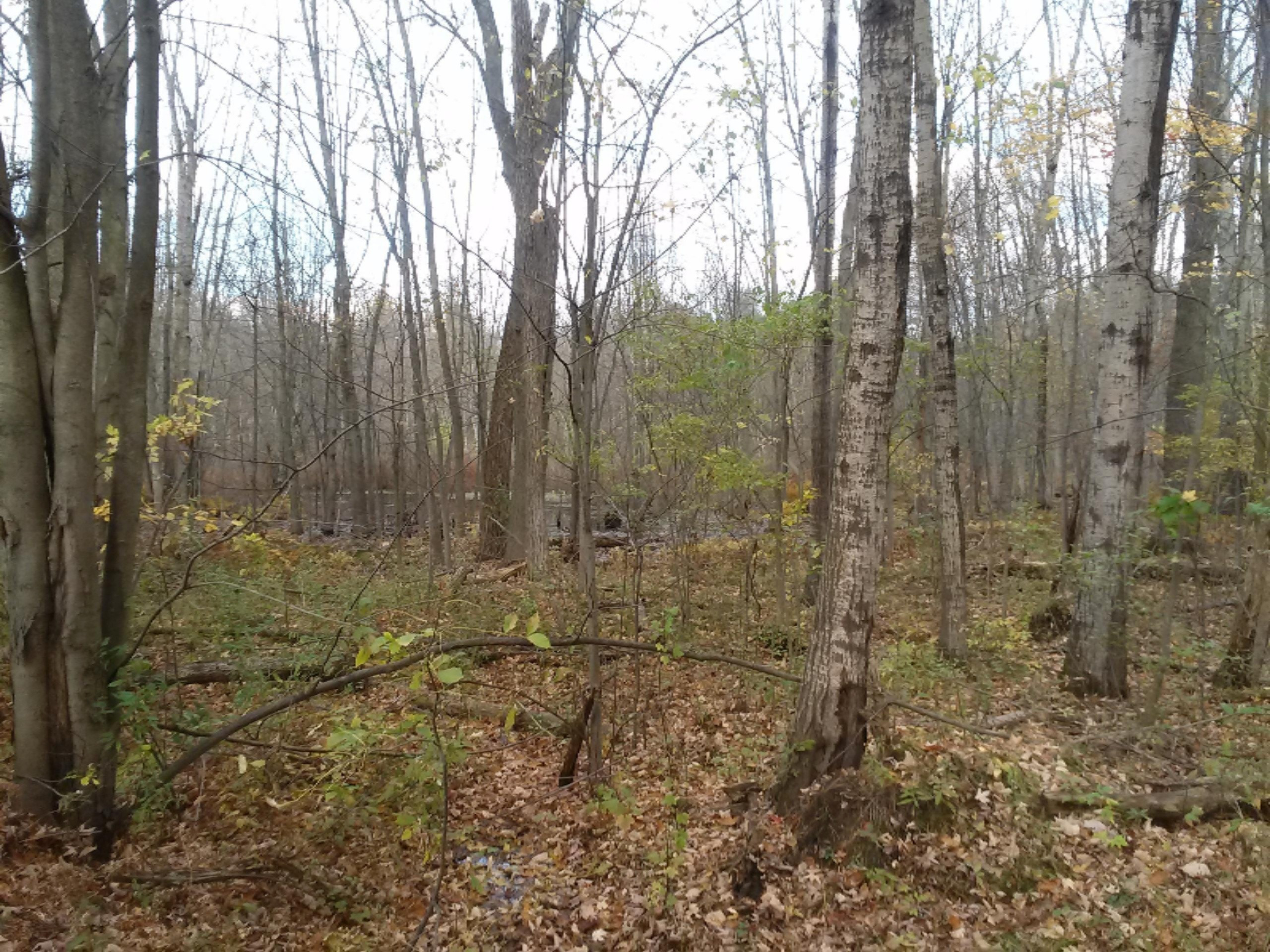 Arthur Road Rothbury, MI 49452 - Photo 5 of 22 040 (19)