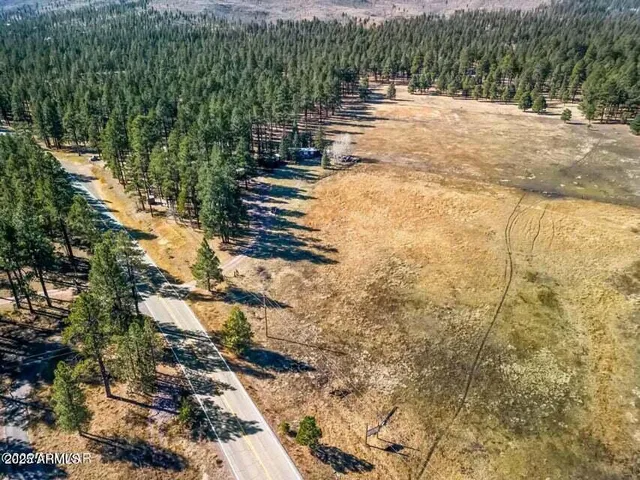 a view of a yard with plants and large trees