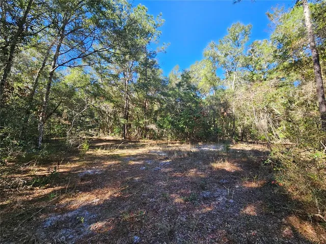 a view of a forest with trees