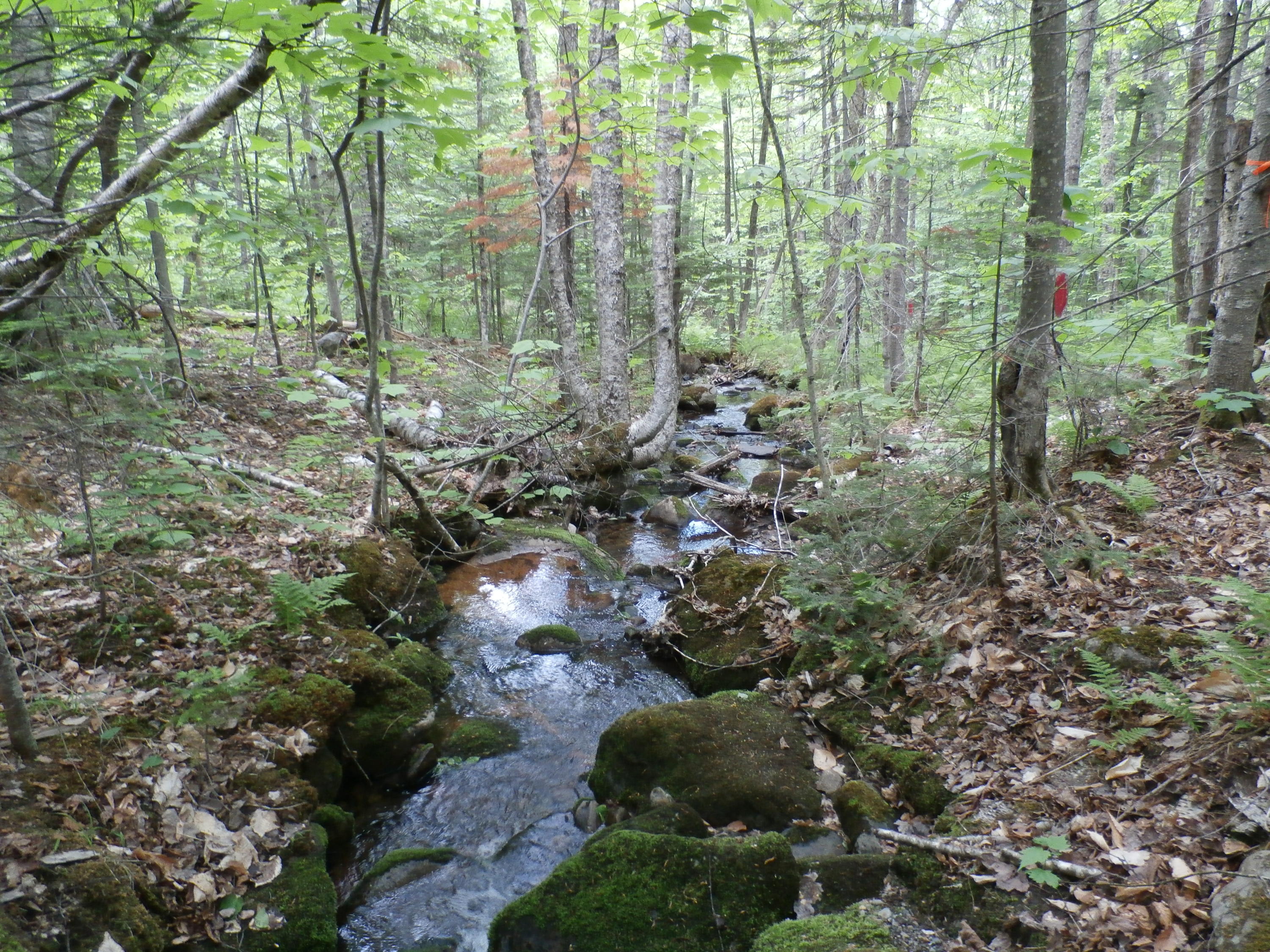 268 Weld Road Phillips, ME 04966 - Photo 10 of 26 P6120512
