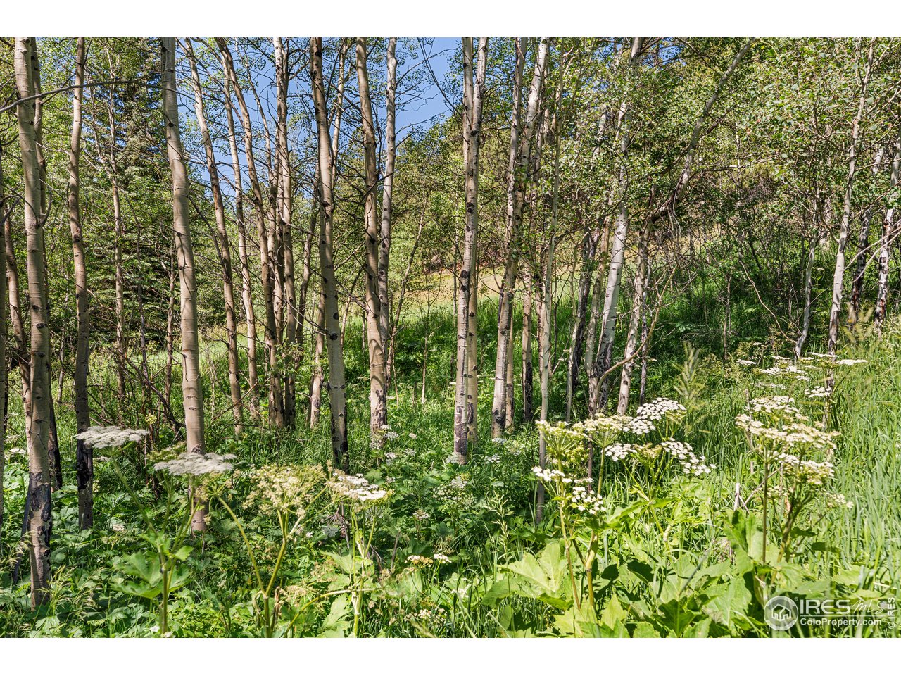 1213 Primos Road Boulder, CO 80302 - Photo 28 of 37