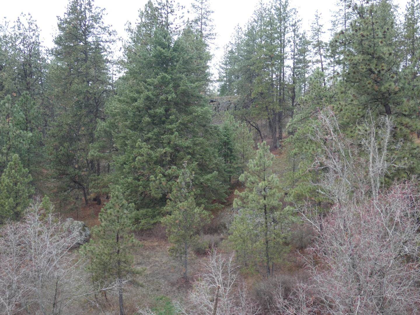 0 Fish Lake Trail Cheney, WA 99004 - Photo 4 of 7 Gallery Image 4